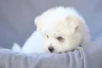 APRI registered Everest, a male Maltese for sale in San Marcos, TX – Photo 1 of 10