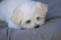 APRI registered Everest, a male Maltese for sale in San Marcos, TX – Photo 5 of 10