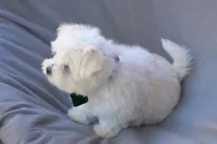 APRI registered Everest, a male Maltese for sale in San Marcos, TX – Photo 2 of 10