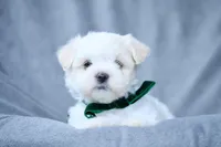 APRI registered Everest, a male Maltese for sale in San Marcos, TX – Photo 4 of 7