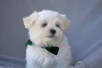 APRI registered Everest, a male Maltese for sale in San Marcos, TX – Photo 3 of 10