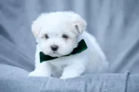 APRI registered Everest, a male Maltese for sale in San Marcos, TX – Photo 6 of 7