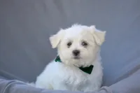 APRI registered Everest, a male Maltese for sale in San Marcos, TX – Photo 10 of 10