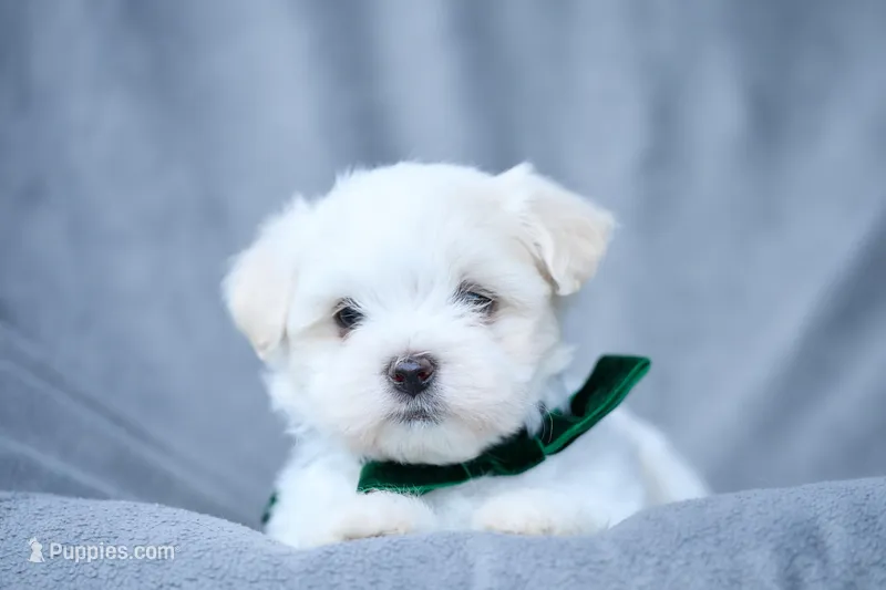 APRI Everest – Maltese puppy for sale in San Marcos, TX