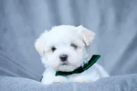 APRI registered Everest, a male Maltese for sale in San Marcos, TX – Photo 1 of 7