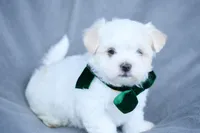 APRI registered Everest, a male Maltese for sale in San Marcos, TX – Photo 2 of 7