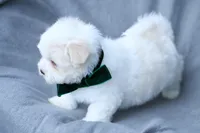 APRI registered Everest, a male Maltese for sale in San Marcos, TX – Photo 7 of 7