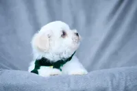 APRI registered Everest, a male Maltese for sale in San Marcos, TX – Photo 3 of 7