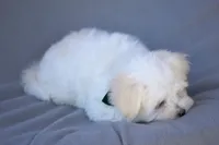 APRI registered Everest, a male Maltese for sale in San Marcos, TX – Photo 4 of 10