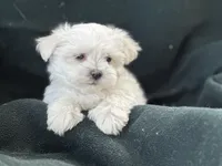 APRI reigstered Casper, a male Maltese for sale in San Marcos, TX – 2 of 3