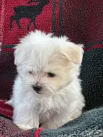 APRI registered Ziggy, a male Maltese for sale in San Marcos, TX – 3 of 4