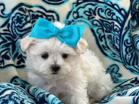 APRI registered Lucy, a female Maltese for sale in San Marcos, TX – 3 of 4