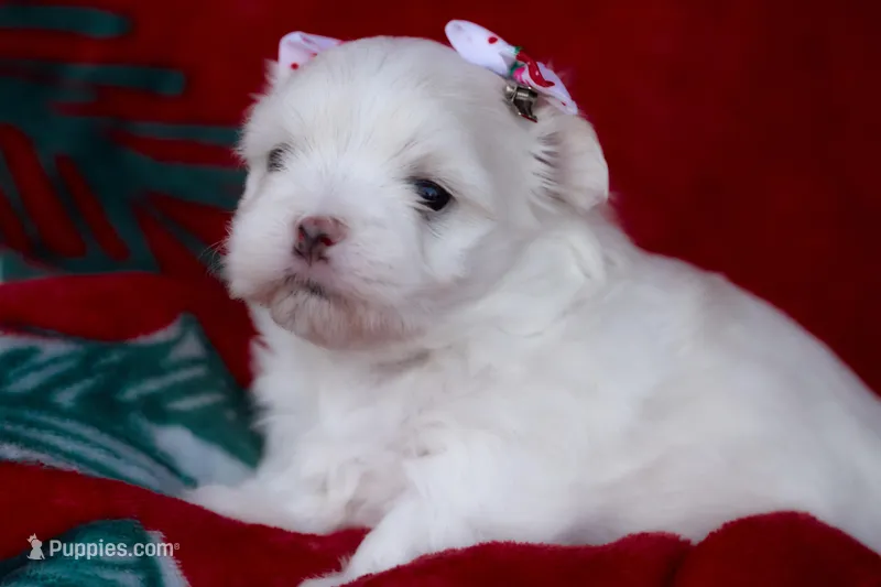APRI Montana, a female Maltese for sale in San Marcos, TX – Photo 1 of 5