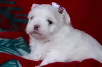 APRI Montana, a female Maltese for sale in San Marcos, TX – Photo 1 of 5