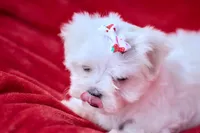 APRI registered Montana, a female Maltese for sale in San Marcos, TX – Photo 2 of 6