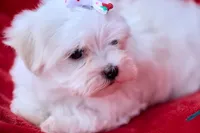 APRI registered Montana, a female Maltese for sale in San Marcos, TX – Photo 3 of 6