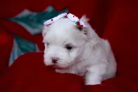 APRI Montana, a female Maltese for sale in San Marcos, TX – Photo 5 of 5