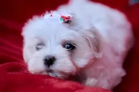 APRI registered Montana, a female Maltese for sale in San Marcos, TX – Photo 4 of 6