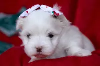 APRI Montana, a female Maltese for sale in San Marcos, TX – Photo 3 of 5