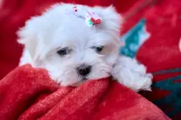 APRI registered Montana, a female Maltese for sale in San Marcos, TX – Photo 1 of 6