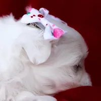 APRI registered Montana, a female Maltese for sale in San Marcos, TX – Photo 5 of 6