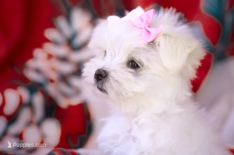 APRI registered Montana – Maltese puppy for sale in San Marcos, TX