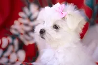 APRI registered Montana, a female Maltese for sale in San Marcos, TX – Photo 1 of 9