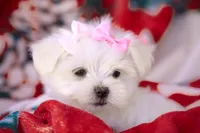 APRI registered Montana, a female Maltese for sale in San Marcos, TX – Photo 2 of 9