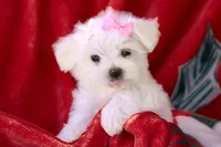 APRI registered Montana, a female Maltese for sale in San Marcos, TX – Photo 5 of 9