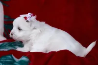 APRI Montana, a female Maltese for sale in San Marcos, TX – Photo 4 of 5