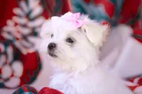 APRI registered Montana, a female Maltese for sale in San Marcos, TX – Photo 4 of 9