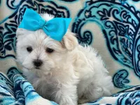APRI registered Lucy, a female Maltese for sale in San Marcos, TX – 4 of 4