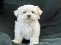 APRI reigstered Casper, a male Maltese for sale in San Marcos, TX – 3 of 3