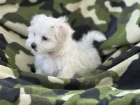 APRI registered Mochi, a female Maltese for sale in San Marcos, TX – 2 of 3