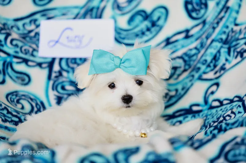 APRI registered Lucy – Maltese puppy for sale in San Marcos, TX