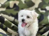 APRI registered Mochi, a female Maltese for sale in San Marcos, TX – 3 of 3