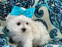 APRI registered Lucy, a female Maltese for sale in San Marcos, TX – 2 of 4