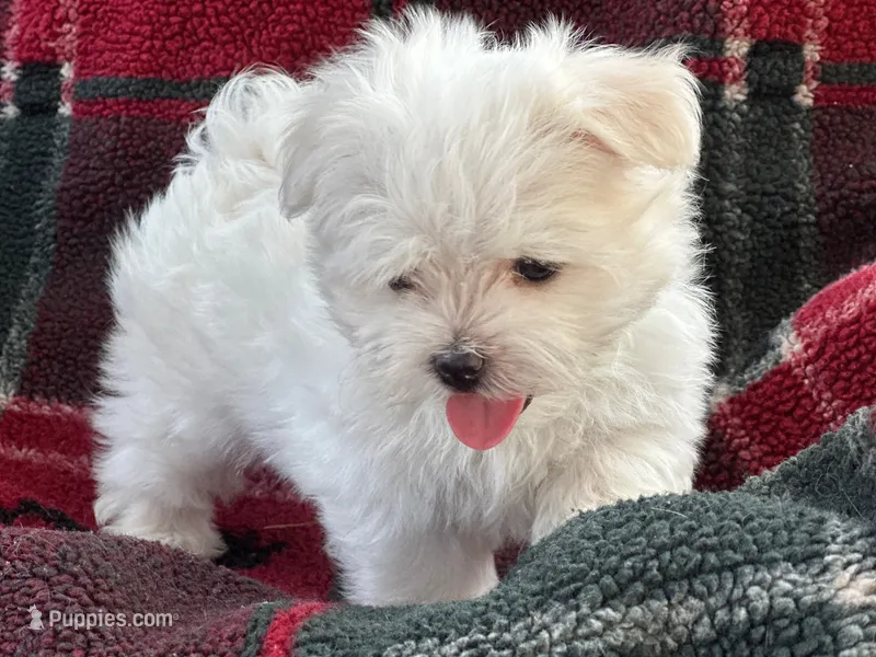 APRI registered Ziggy – Maltese puppy for sale in San Marcos, TX