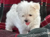 APRI registered Ziggy, a male Maltese for sale in San Marcos, TX – 1 of 4