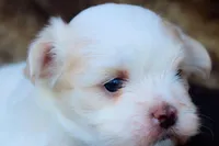 APRI Everest, a male Maltese for sale in San Marcos, TX – Photo 2 of 6