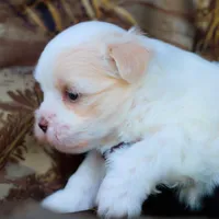 APRI Everest, a male Maltese for sale in San Marcos, TX – Photo 4 of 6