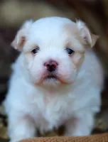 APRI Everest, a male Maltese for sale in San Marcos, TX – Photo 5 of 6