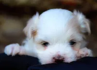 APRI Everest, a male Maltese for sale in San Marcos, TX – Photo 3 of 6