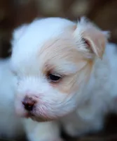 APRI Everest, a male Maltese for sale in San Marcos, TX – Photo 6 of 6
