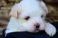 APRI Everest, a male Maltese for sale in San Marcos, TX – Photo 1 of 6