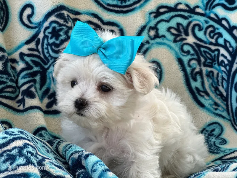 APRI registered Lucy – Maltese puppy for sale in San Marcos, TX