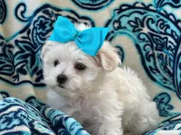 APRI registered Lucy, a female Maltese for sale in San Marcos, TX – 1 of 4