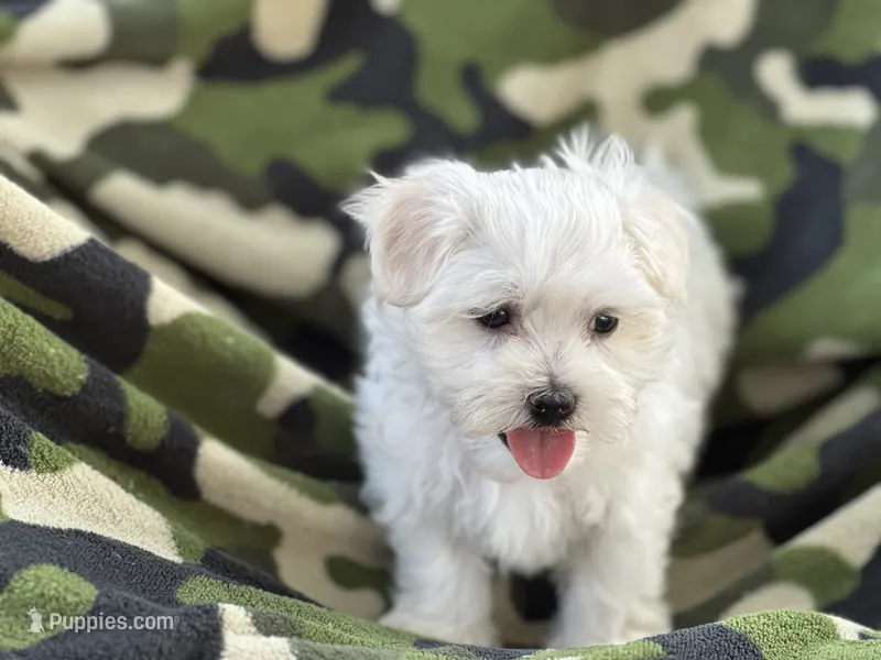 APRI registered Mochi – Maltese puppy for sale in San Marcos, TX
