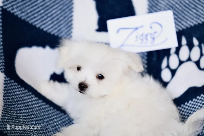 APRI registered Ziggy – Maltese puppy for sale in San Marcos, TX