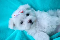 APRI registered Denali, a female Maltese for sale in San Marcos, TX – Photo 4 of 6